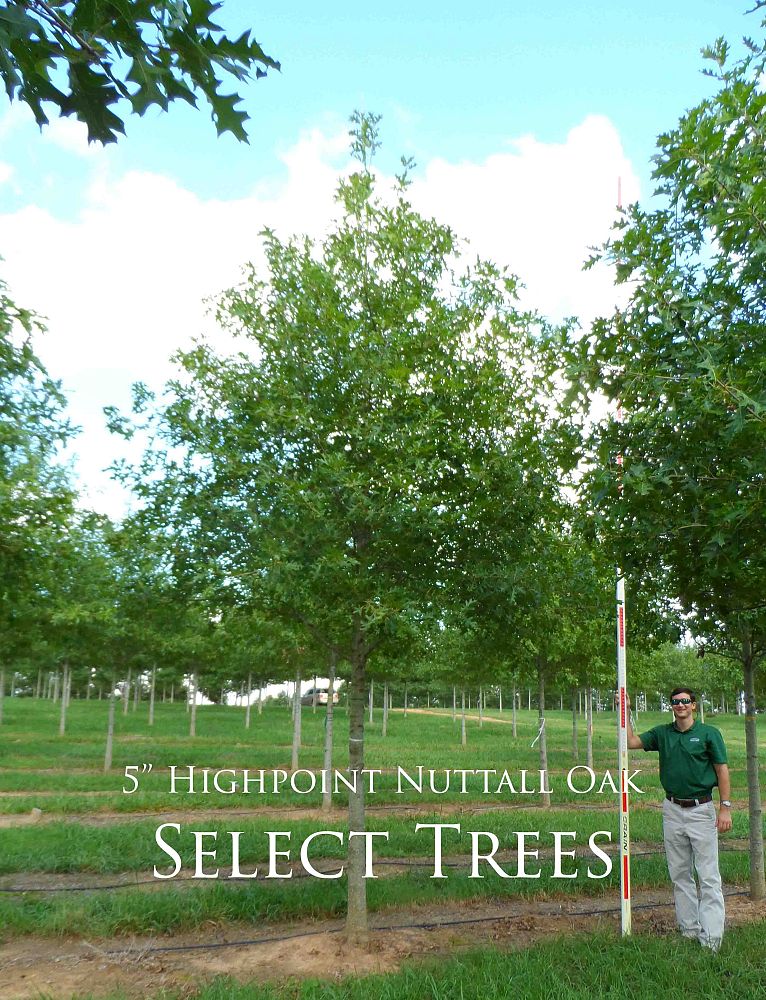 quercus-texana-qnfta-nuttall-oak-highpoint-quercus-nuttallii