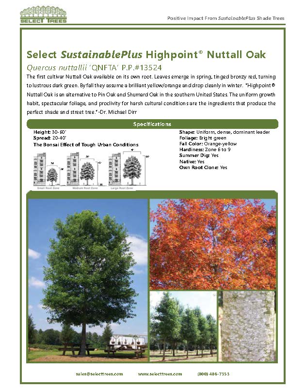 quercus-texana-qnfta-nuttall-oak-highpoint-quercus-nuttallii