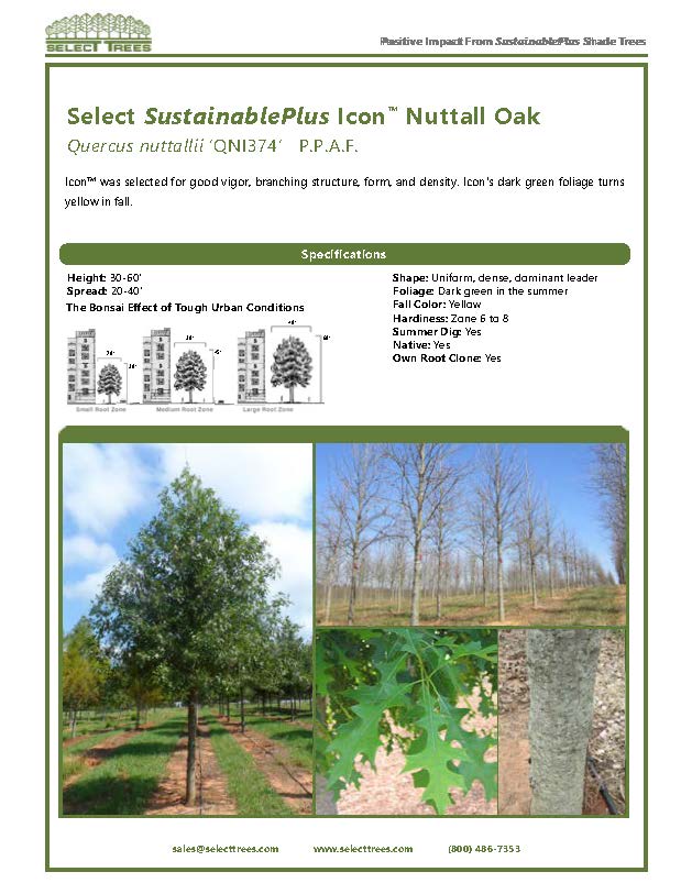 quercus-texana-qni374-select-sustainableplus-icon-nuttall-oak-quercus-nuttallii