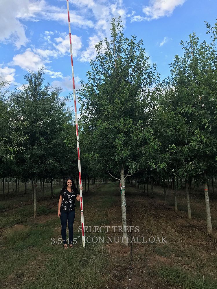 quercus-texana-qni374-select-sustainableplus-icon-nuttall-oak-quercus-nuttallii