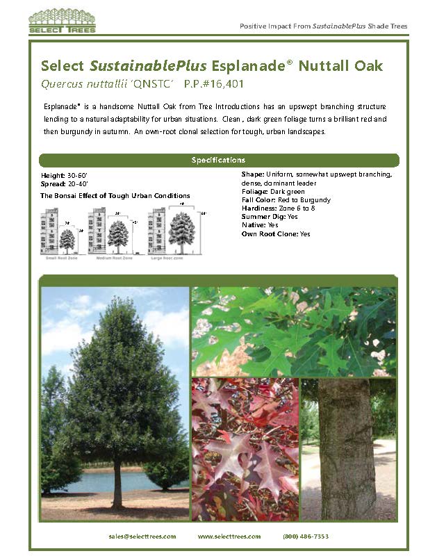 quercus-texana-qnstc-nuttall-oak-esplanade-quercus-nuttallii