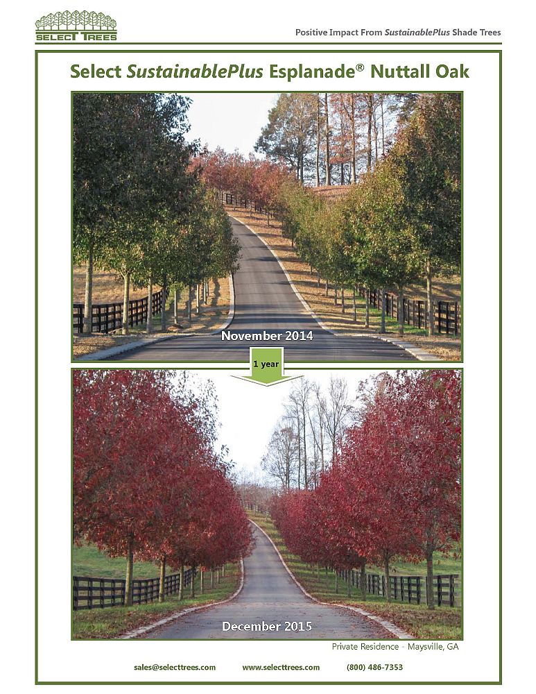 quercus-texana-qnstc-nuttall-oak-esplanade-quercus-nuttallii