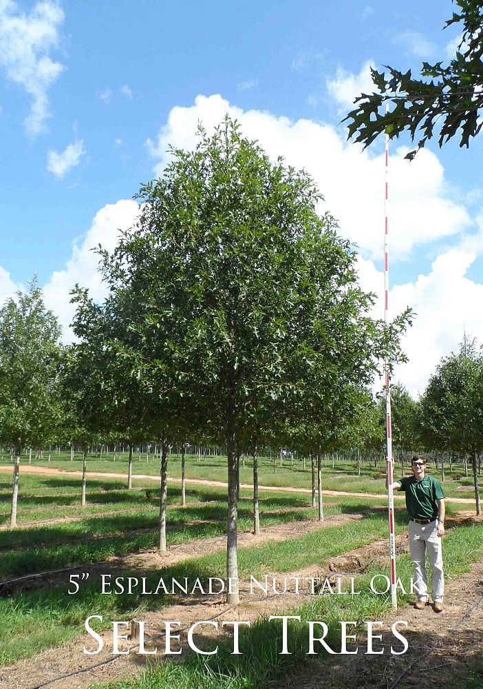 quercus-texana-qnstc-nuttall-oak-esplanade-quercus-nuttallii