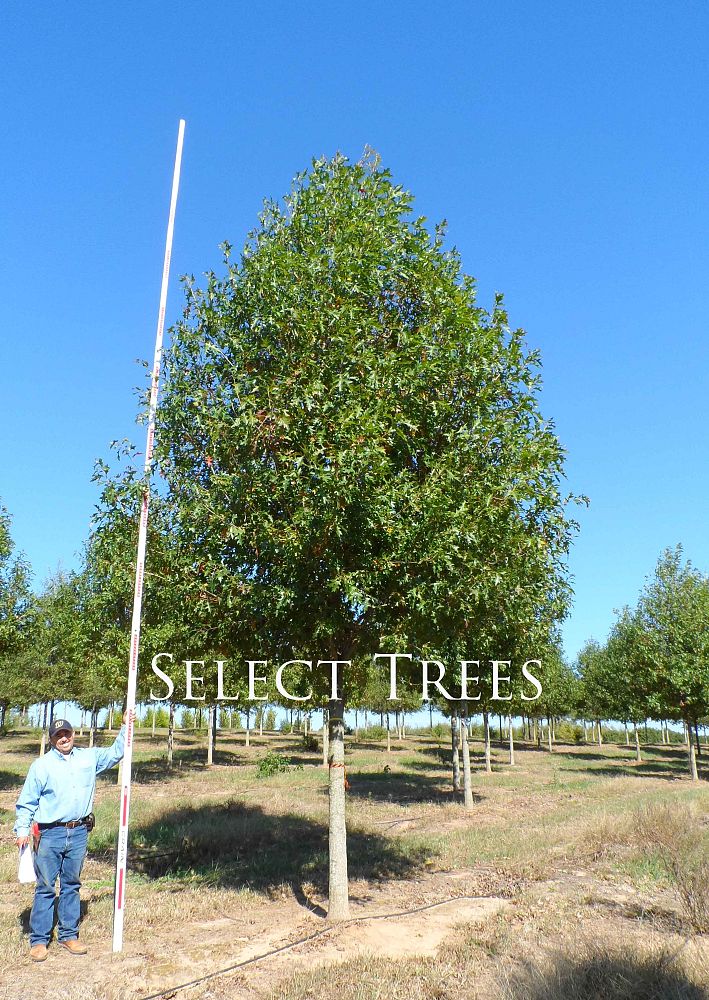 quercus-texana-qnstc-nuttall-oak-esplanade-quercus-nuttallii