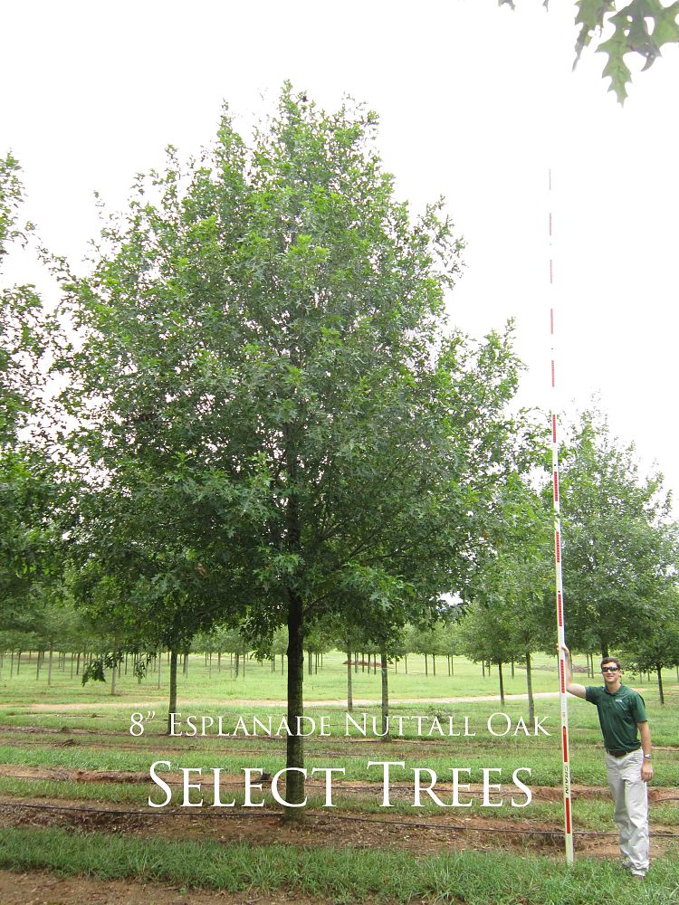 quercus-texana-qnstc-nuttall-oak-esplanade-quercus-nuttallii