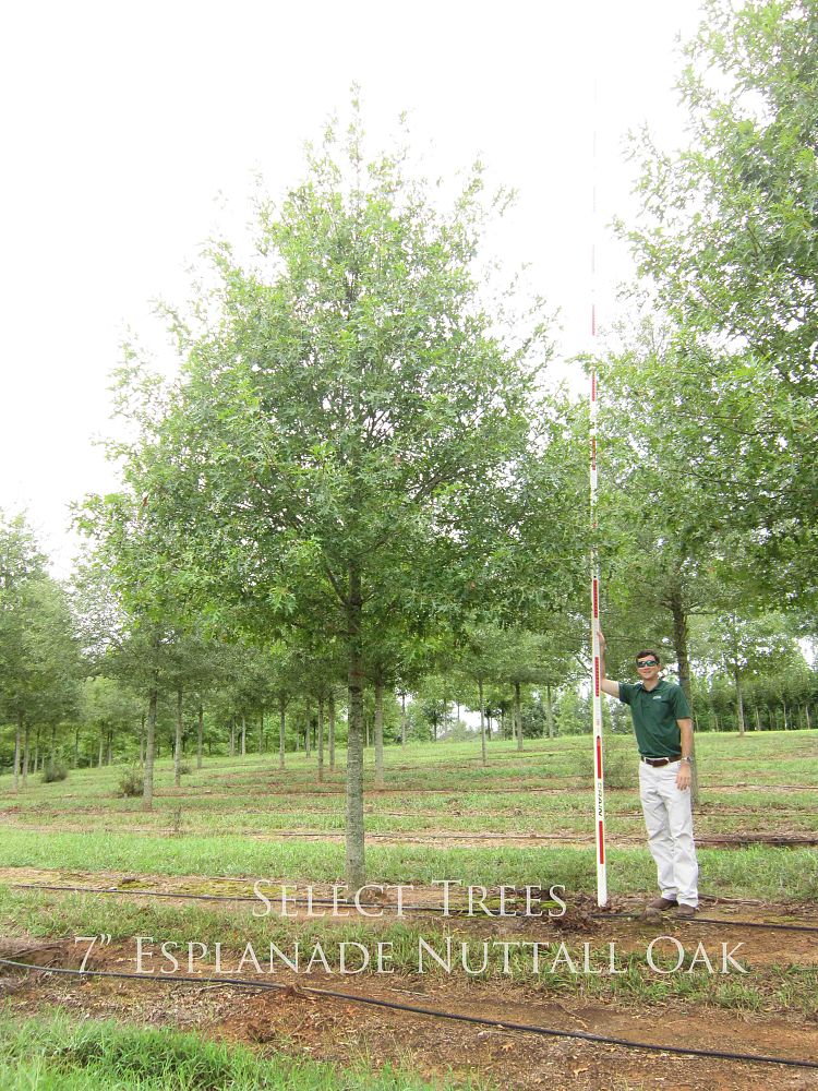 quercus-texana-qnstc-nuttall-oak-esplanade-quercus-nuttallii