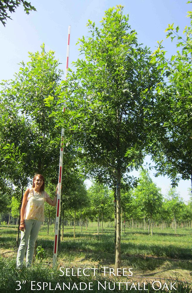 quercus-texana-qnstc-nuttall-oak-esplanade-quercus-nuttallii