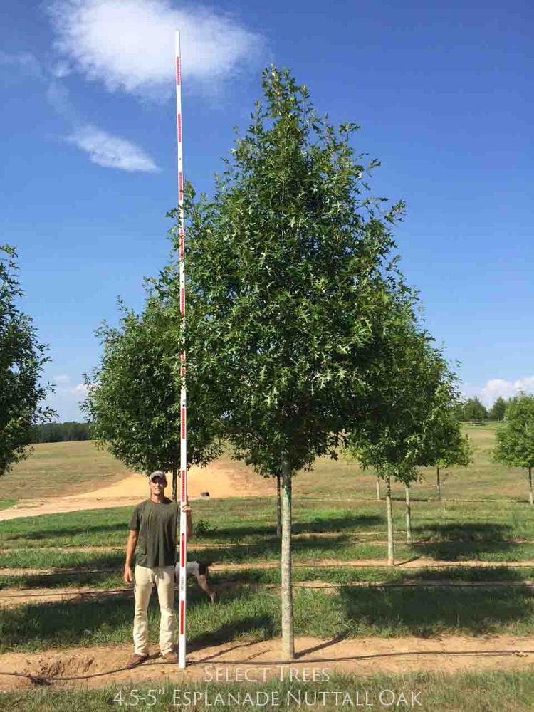 quercus-texana-qnstc-nuttall-oak-esplanade-quercus-nuttallii