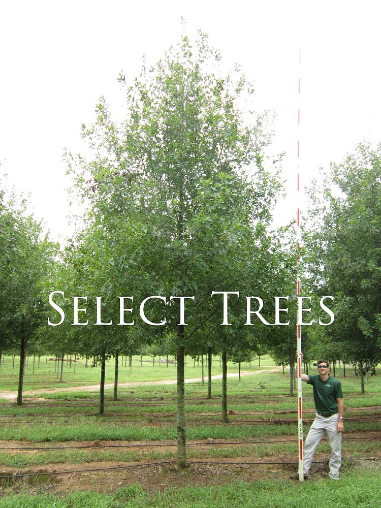 quercus-texana-qnstc-nuttall-oak-esplanade-quercus-nuttallii