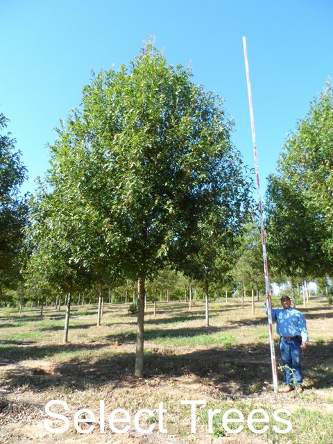 quercus-texana-qnstc-nuttall-oak-esplanade-quercus-nuttallii