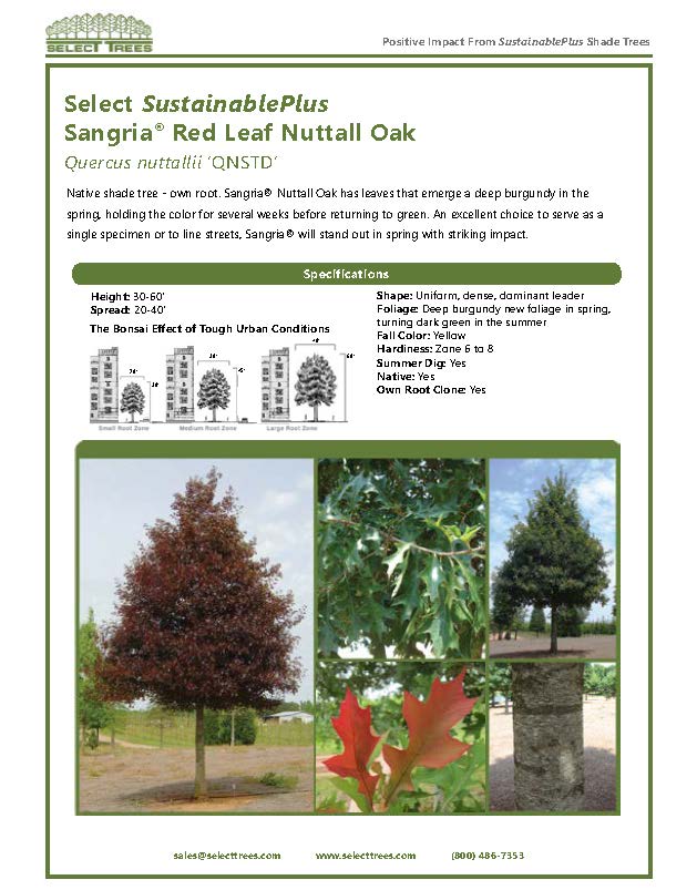 quercus-texana-qnstd-nuttall-oak-sangria-quercus-nuttallii