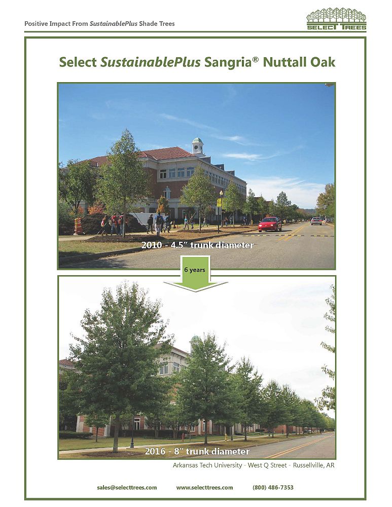 quercus-texana-qnstd-nuttall-oak-sangria-quercus-nuttallii