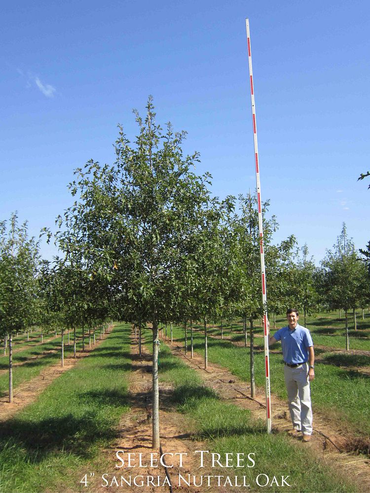 quercus-texana-qnstd-nuttall-oak-sangria-quercus-nuttallii