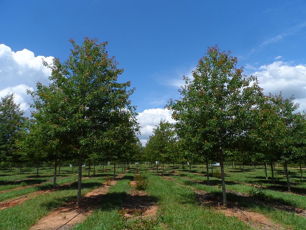 quercus-texana-qnstd-nuttall-oak-sangria-quercus-nuttallii