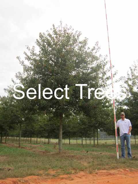 quercus-texana-qnstd-nuttall-oak-sangria-quercus-nuttallii