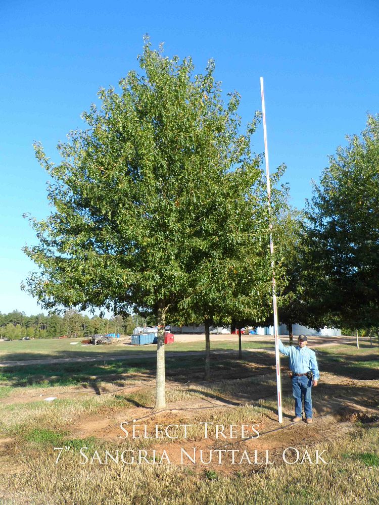 quercus-texana-qnstd-nuttall-oak-sangria-quercus-nuttallii
