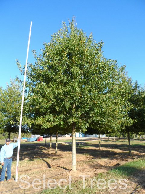 quercus-texana-qnstd-nuttall-oak-sangria-quercus-nuttallii