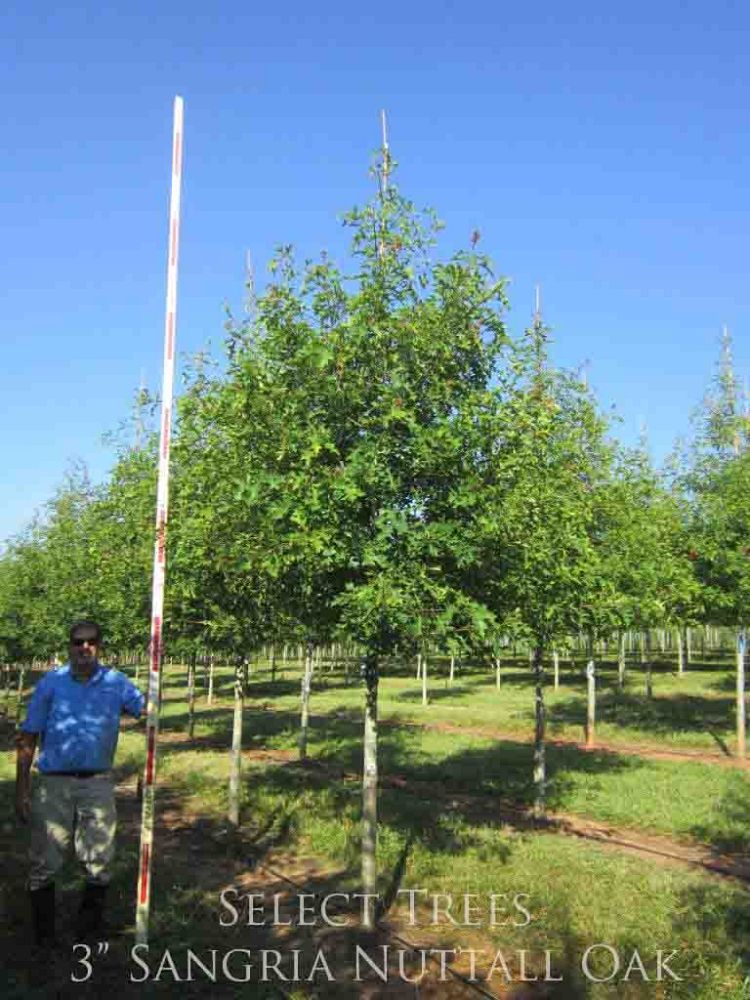 quercus-texana-qnstd-nuttall-oak-sangria-quercus-nuttallii