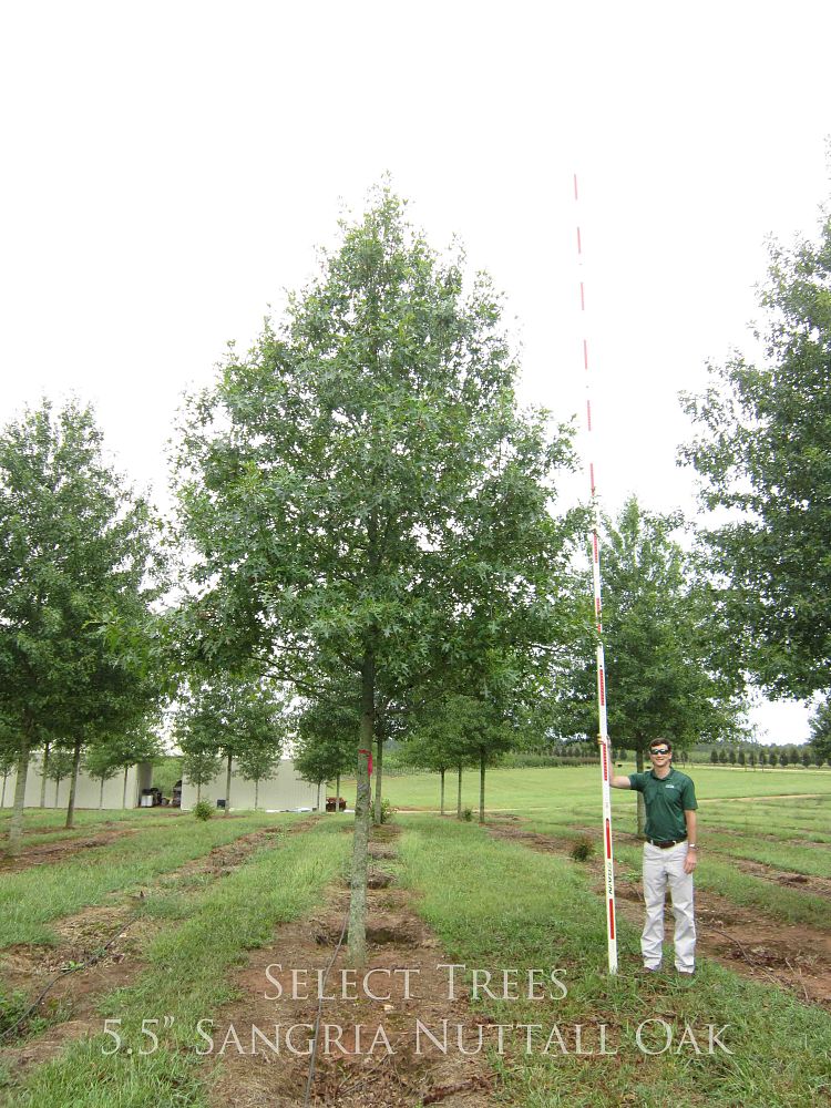 quercus-texana-qnstd-nuttall-oak-sangria-quercus-nuttallii