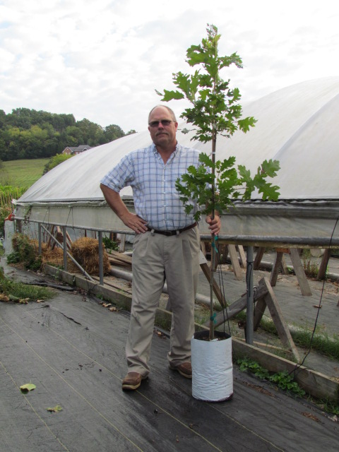 quercus-velutina-black-oak