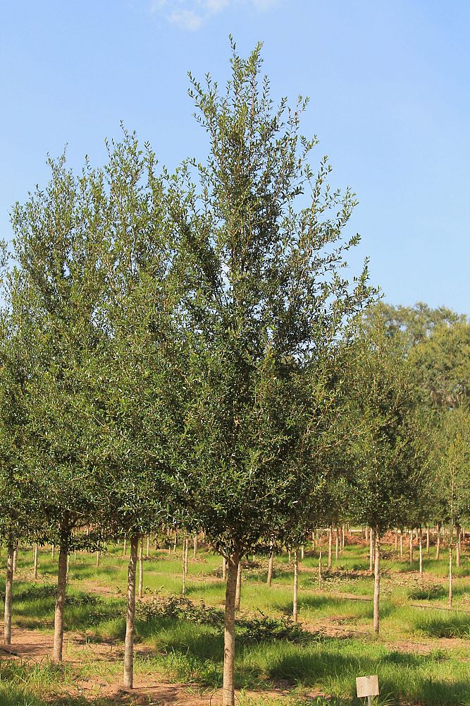 quercus-virginiana-augustina-live-oak