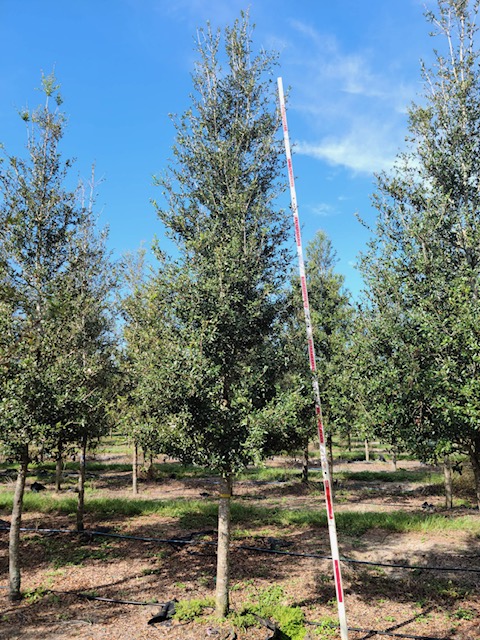 quercus-virginiana-augustina-live-oak