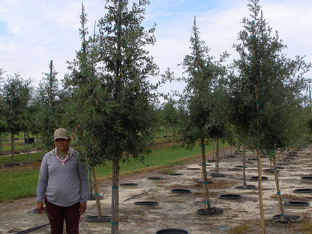 quercus-virginiana-boardwalk-live-oak-boardwalk-live-oak