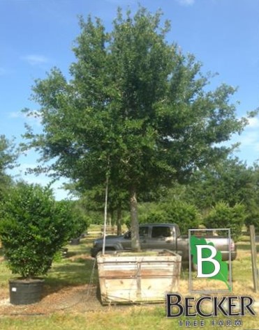 quercus-virginiana-boardwalk-live-oak-boardwalk-live-oak