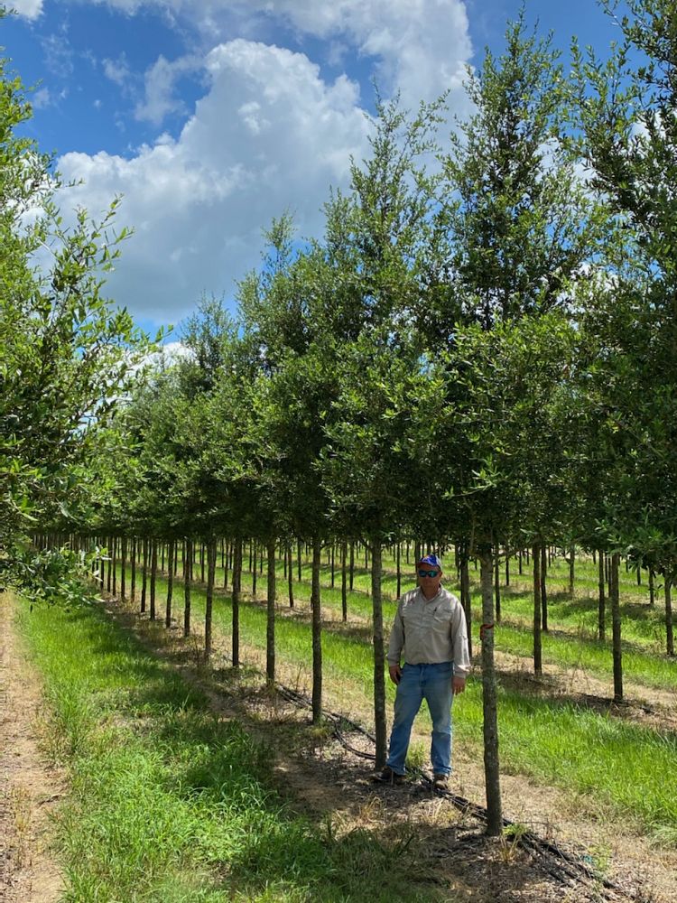 quercus-virginiana-boardwalk-live-oak-boardwalk-live-oak