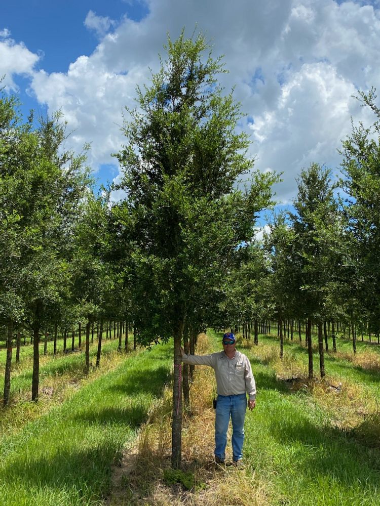 quercus-virginiana-boardwalk-live-oak-boardwalk-live-oak