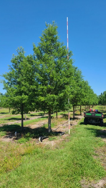 quercus-virginiana-boardwalk-live-oak-boardwalk-live-oak