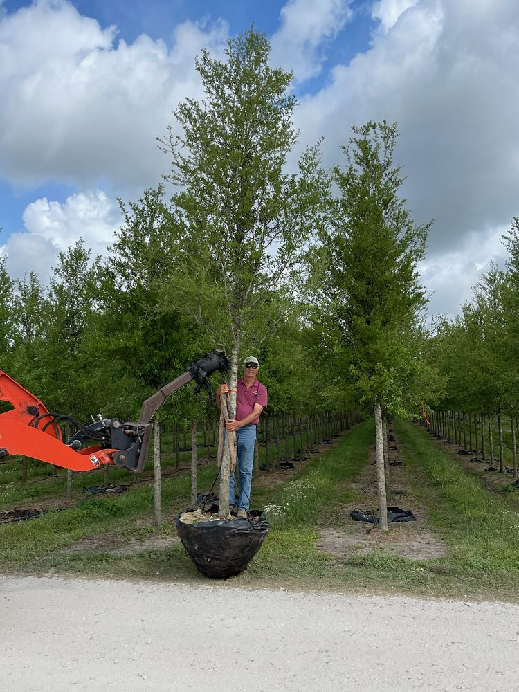 quercus-virginiana-boardwalk-live-oak-boardwalk-live-oak
