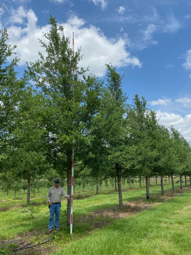 quercus-virginiana-boardwalk-live-oak-boardwalk-live-oak