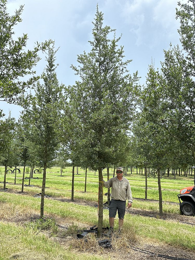 quercus-virginiana-boardwalk-live-oak-boardwalk-live-oak