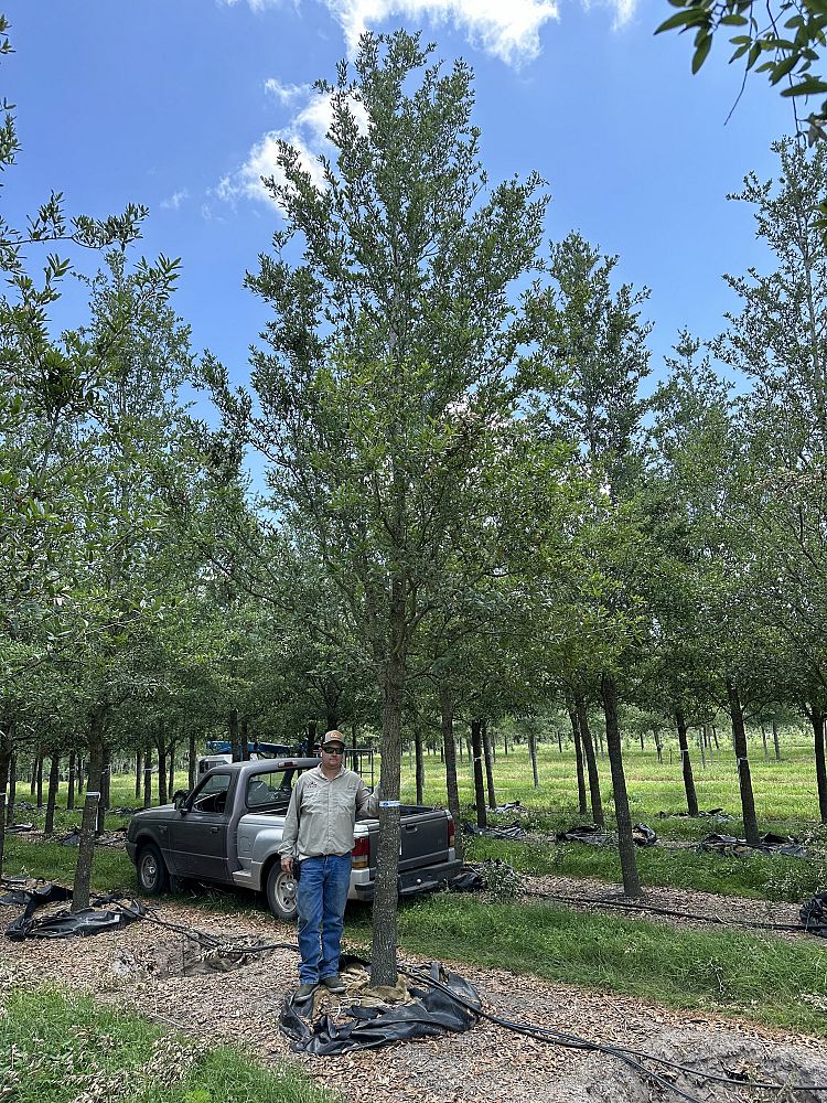 quercus-virginiana-boardwalk-live-oak-boardwalk-live-oak