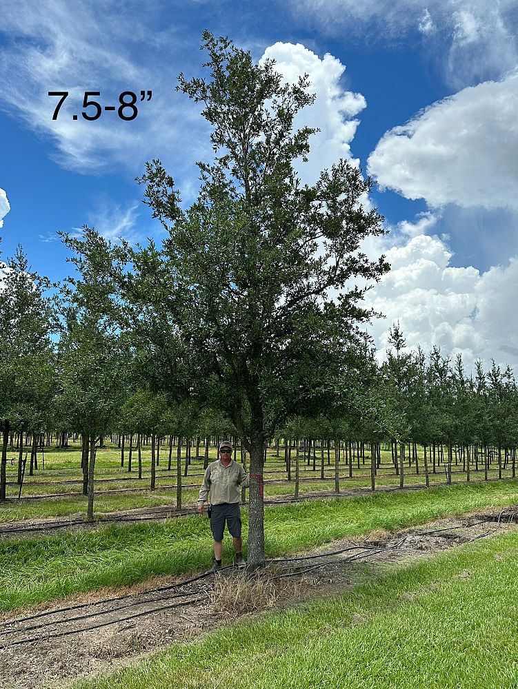 quercus-virginiana-boardwalk-live-oak-boardwalk-live-oak
