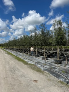 quercus-virginiana-boardwalk-live-oak-boardwalk-live-oak