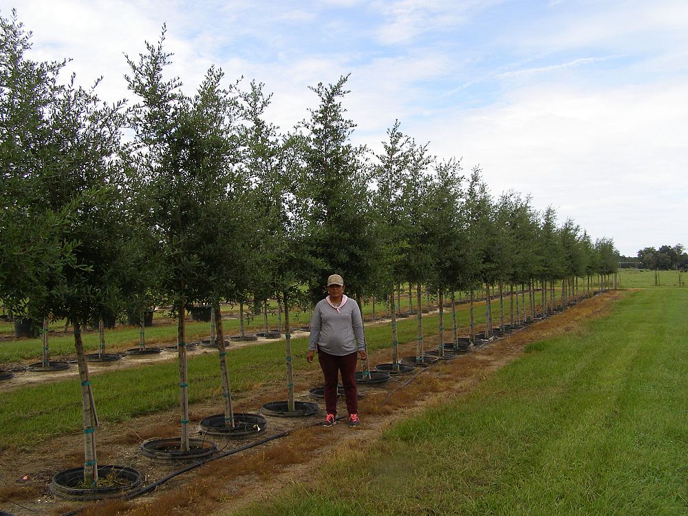 quercus-virginiana-boardwalk-live-oak