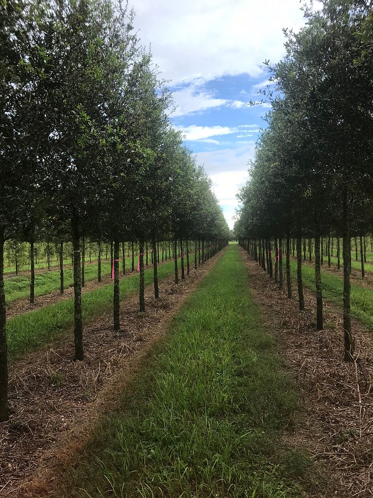 quercus-virginiana-boardwalk-live-oak