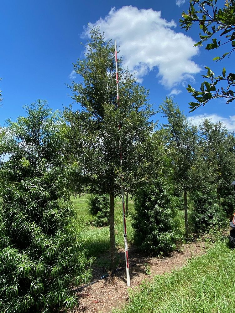 quercus-virginiana-boardwalk-live-oak