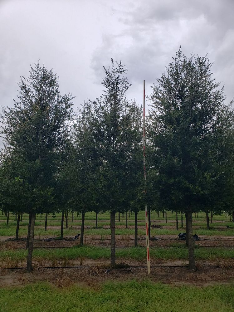 quercus-virginiana-boardwalk-live-oak