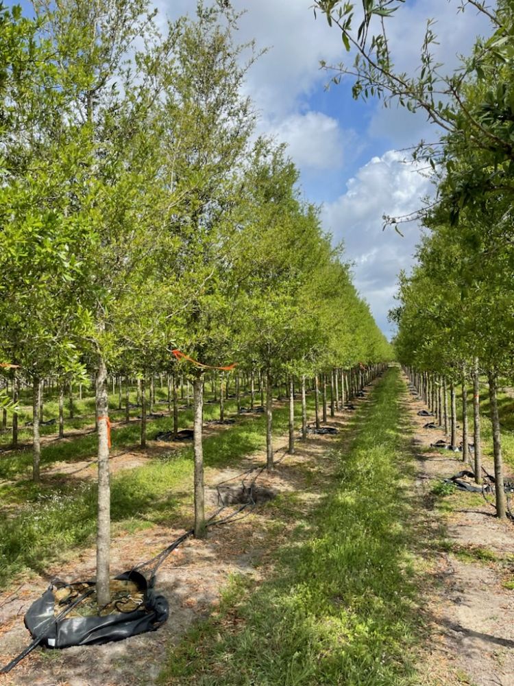 quercus-virginiana-boardwalk-live-oak
