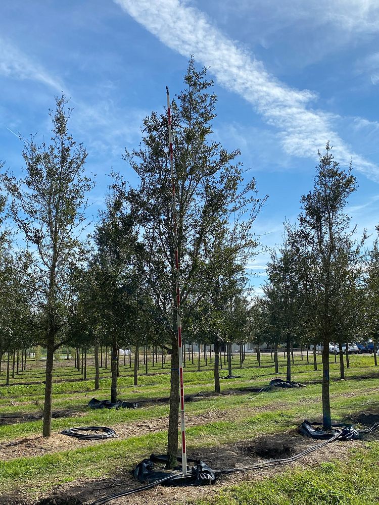 quercus-virginiana-boardwalk-live-oak