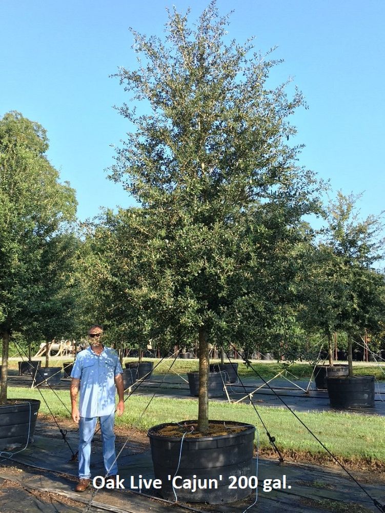 quercus-virginiana-cajun-live-oak