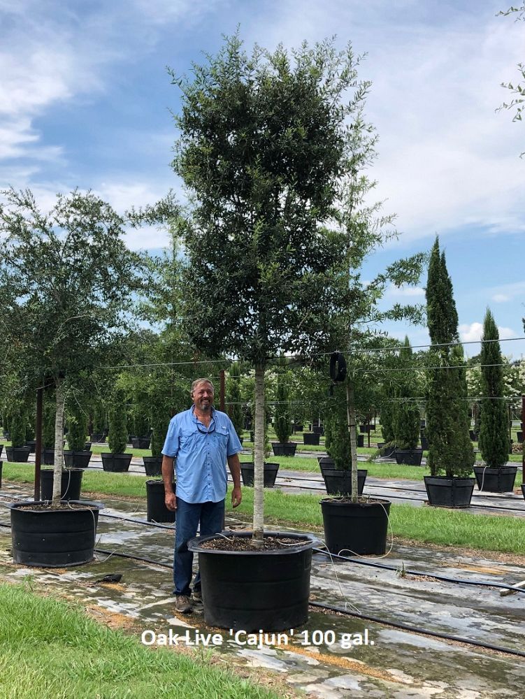 quercus-virginiana-cajun-live-oak