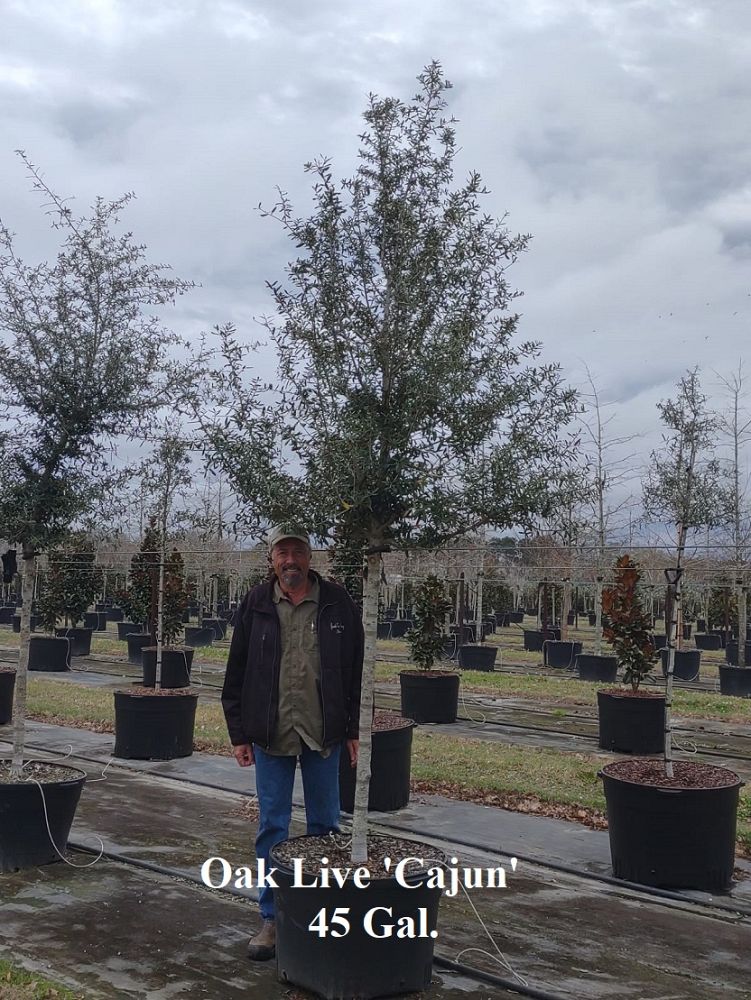 quercus-virginiana-cajun-live-oak