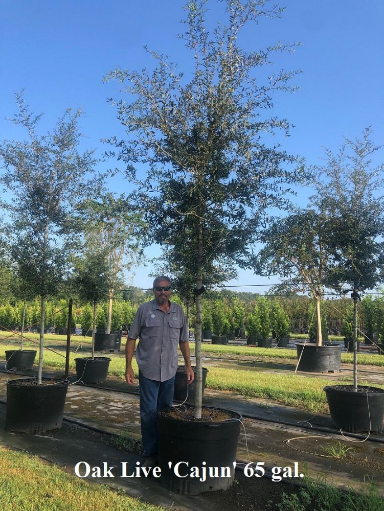 quercus-virginiana-cajun-live-oak