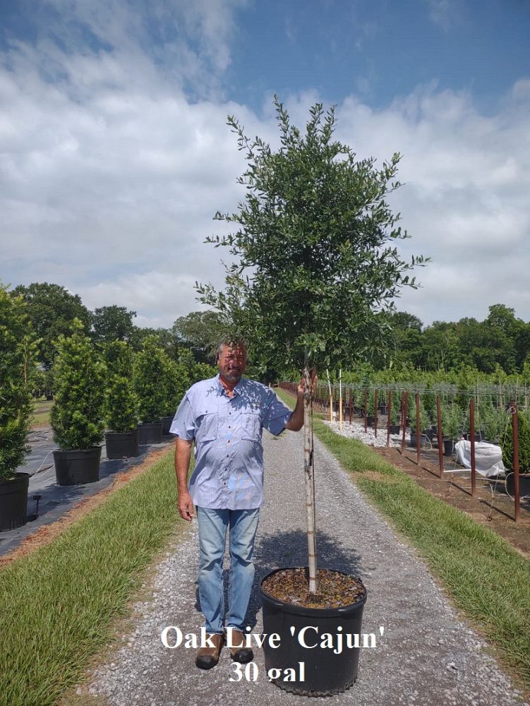quercus-virginiana-cajun-live-oak