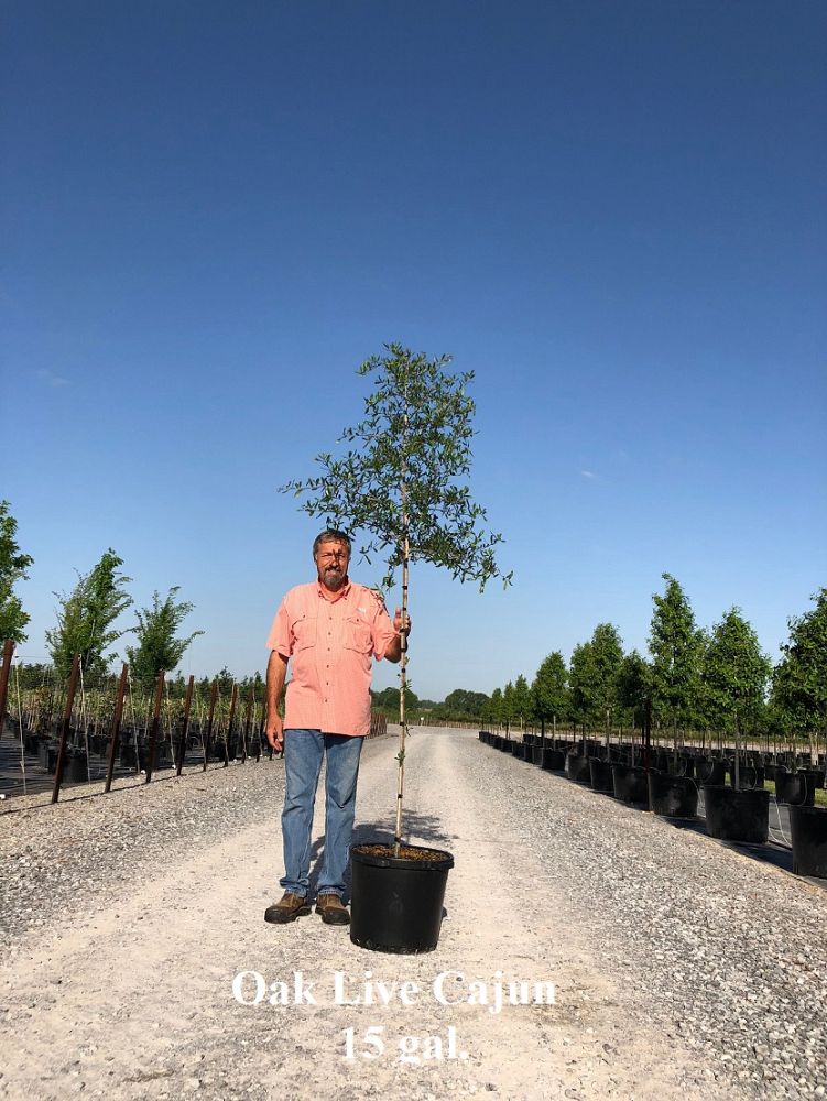 quercus-virginiana-cajun-live-oak