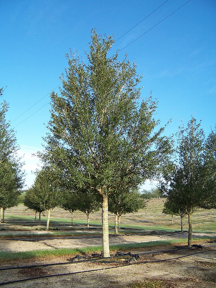 quercus-virginiana-cathedral-live-oak